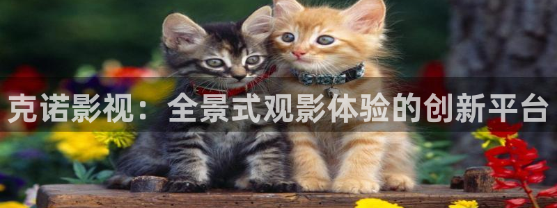 酷客影院最新入口：克诺影视：全景式观影体验的创新平台